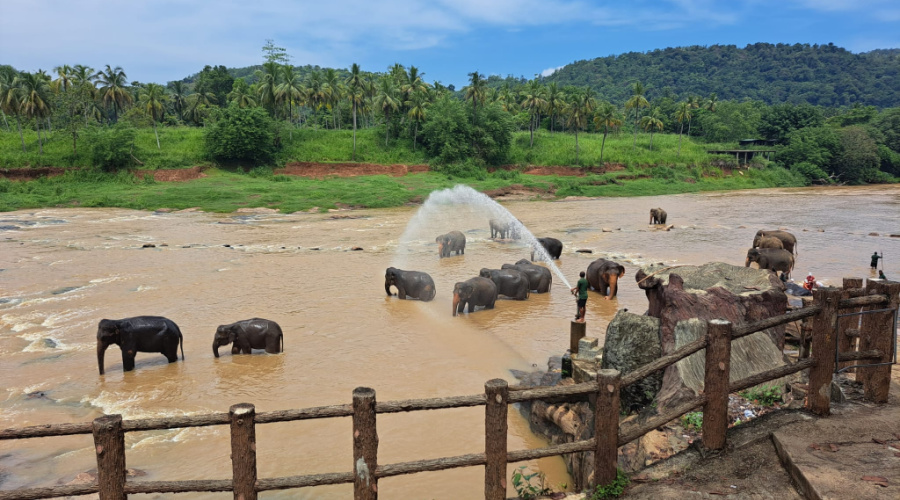 Olifanten in de rivier sri lanka