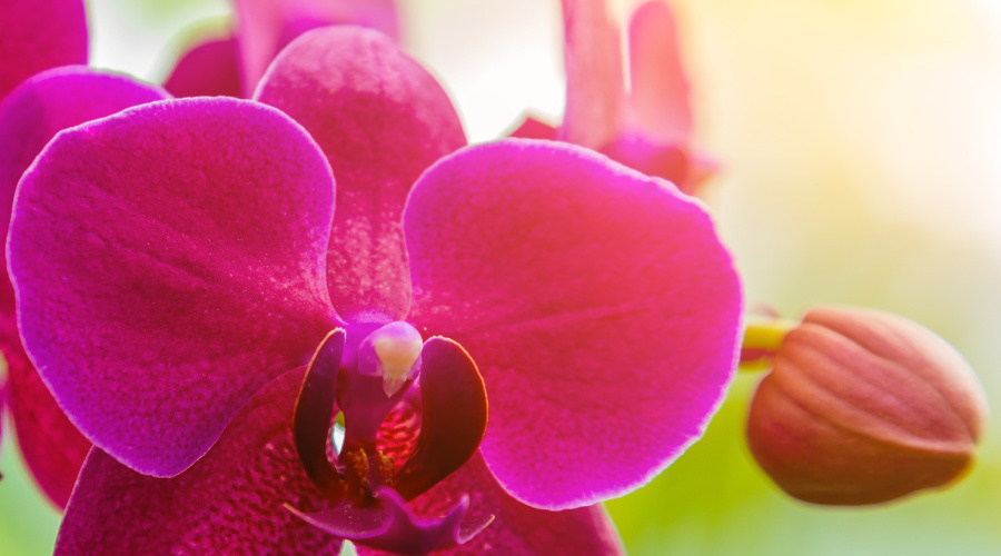 Orchid flower in tropical garden sunset tone, Floral