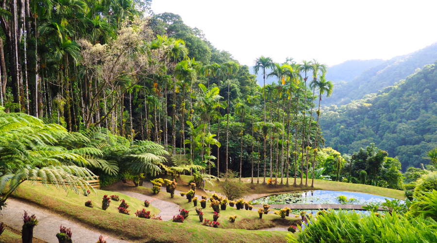 MARTINIQUE JUNGLE