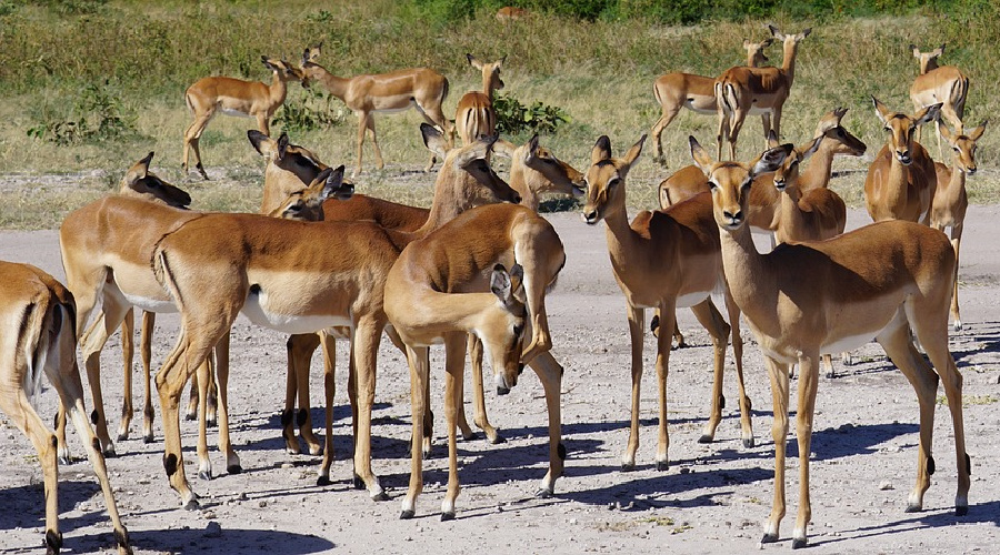 Namibië springbok