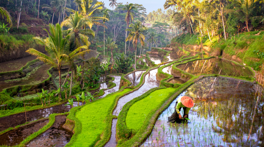 rijsvelden op bali