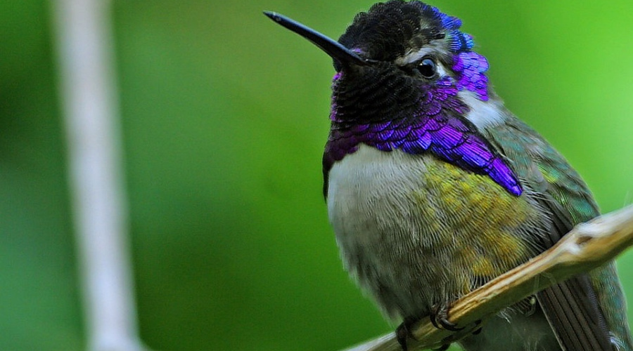 costa rica