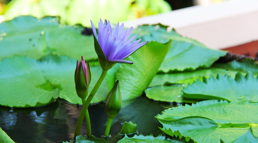 lotus Krabi