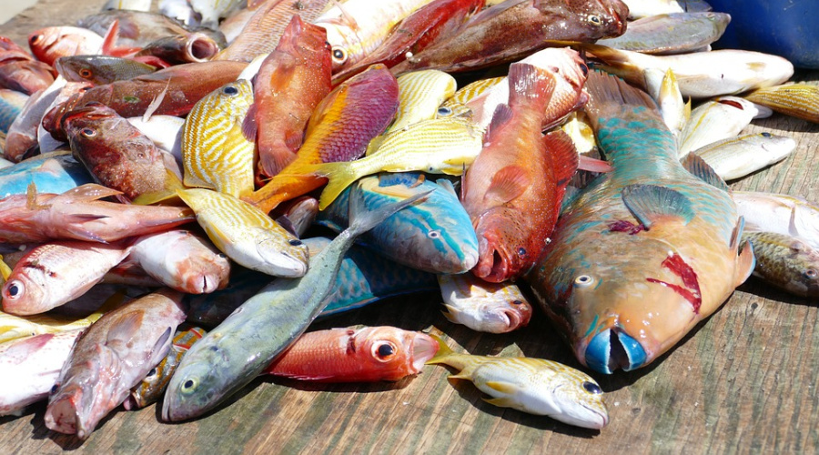 saint lucia fresh fish