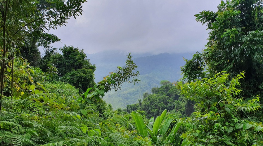 Forest Colombia