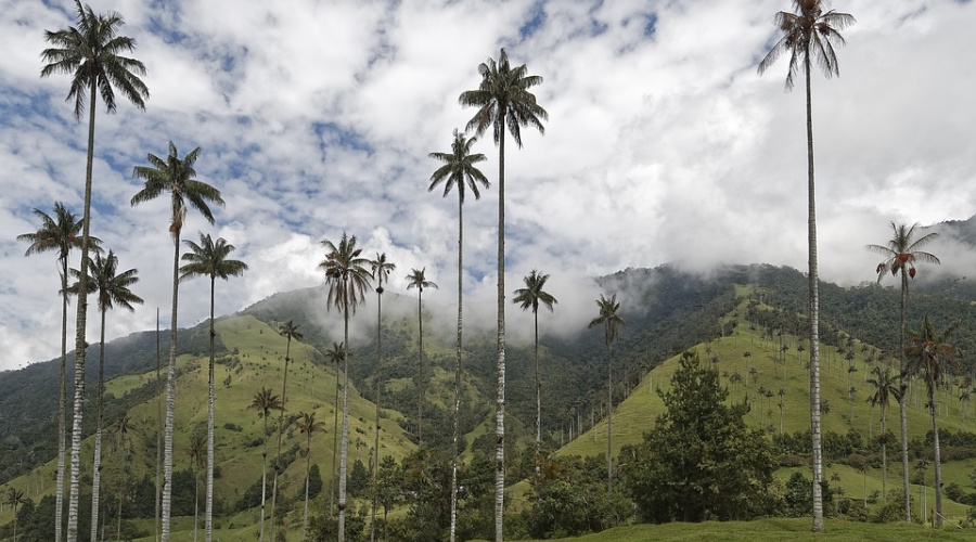 High Palmtrees Colombia