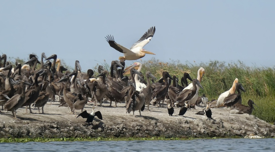 birds in senegal