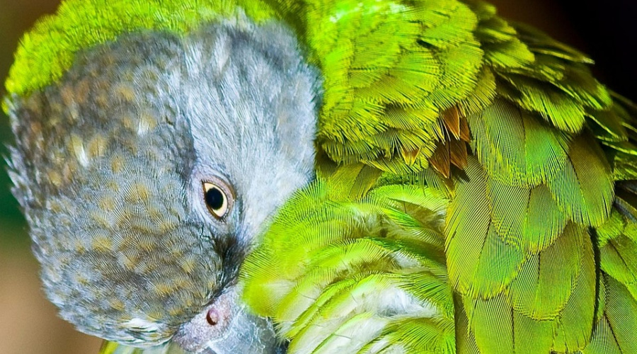 birds in senegal