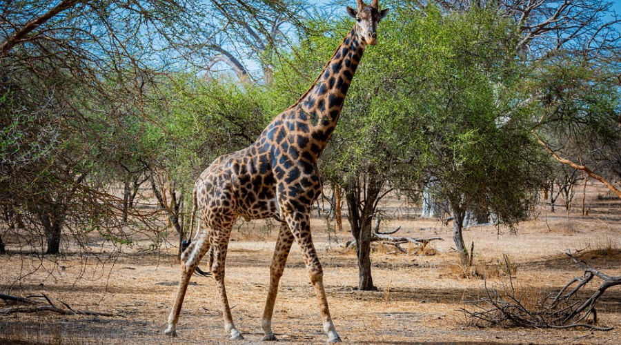 wild animals senegal