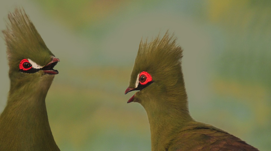 birds in senegal