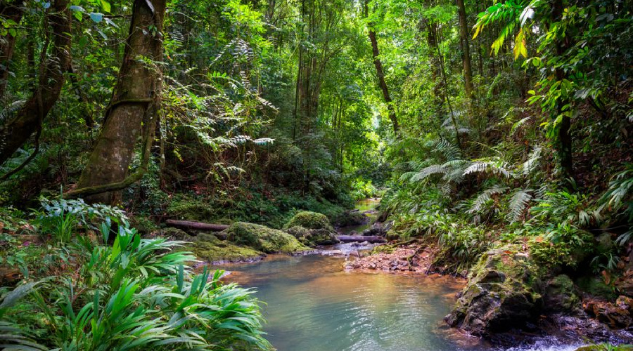 forest tobago