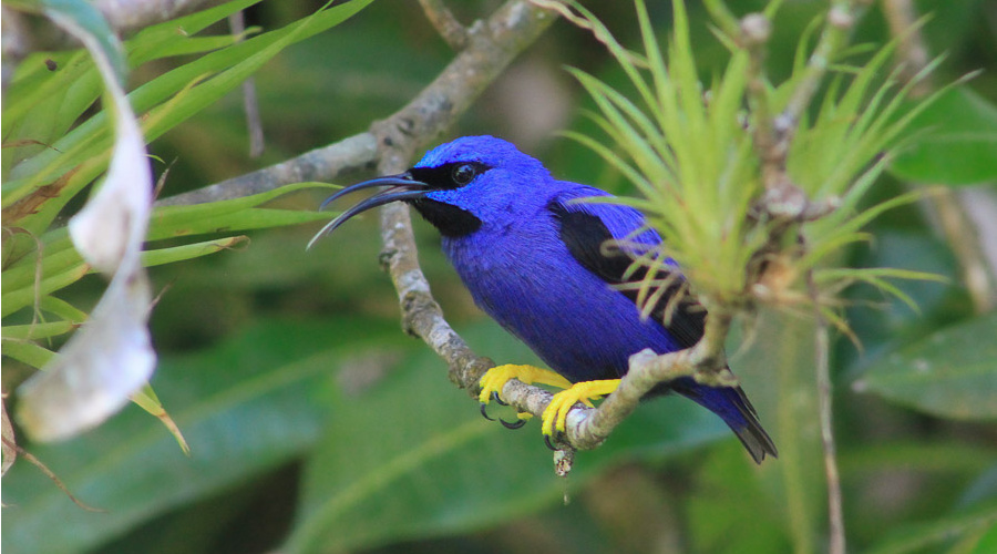 bird´s tobago